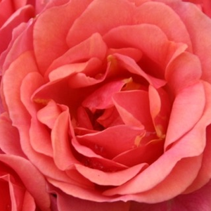 Web trgovina ruža - patuljasta ruža  - crvena  - Rosa  Mandarin ® - bez mirisna ruža - W. Kordes & Sons - -